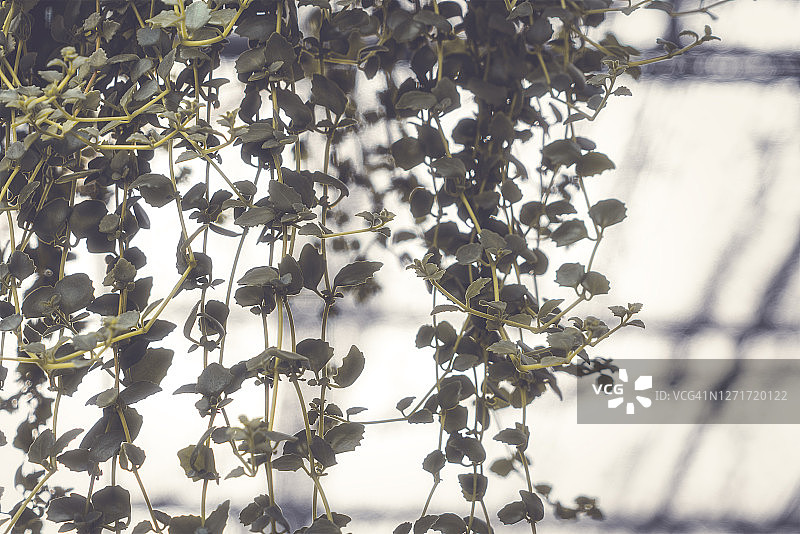 挂在墙上的塑料盆栽常春藤图片素材