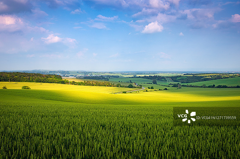日落时分阳光下的绿色麦田图片素材