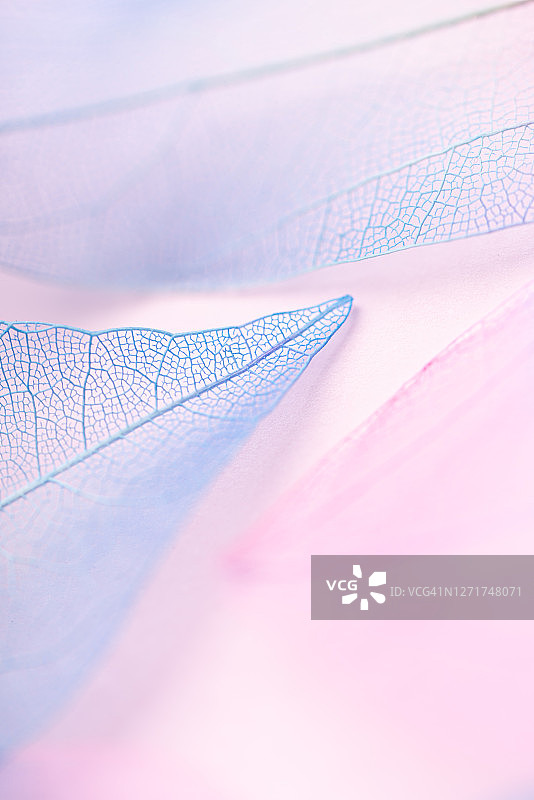蓝色和粉色树叶叶脉图片素材