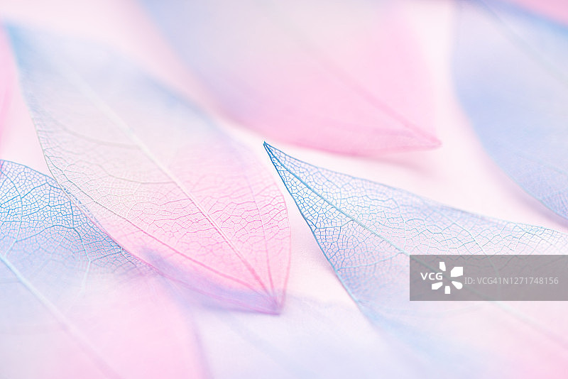 蓝色和粉色树叶叶脉图片素材