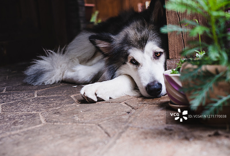 阿拉斯加雪橇犬在地板上小憩图片素材