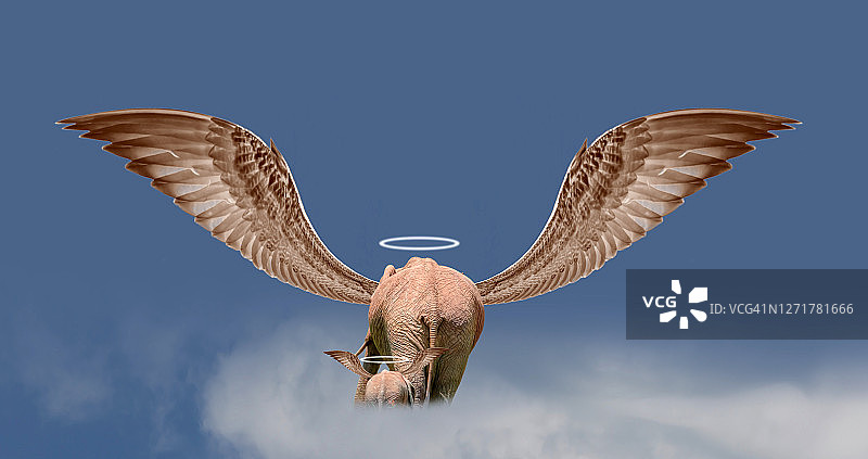 由于偷猎，大象成为濒危动物图片素材