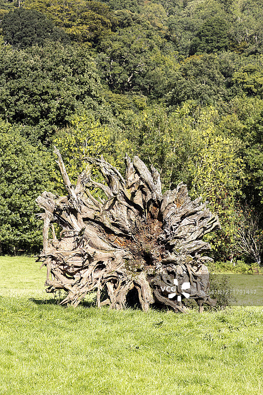 英国威尔士兰索尼的倒树树桩图片素材