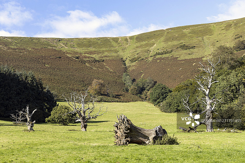 英国威尔士兰索尼的倒树树桩图片素材