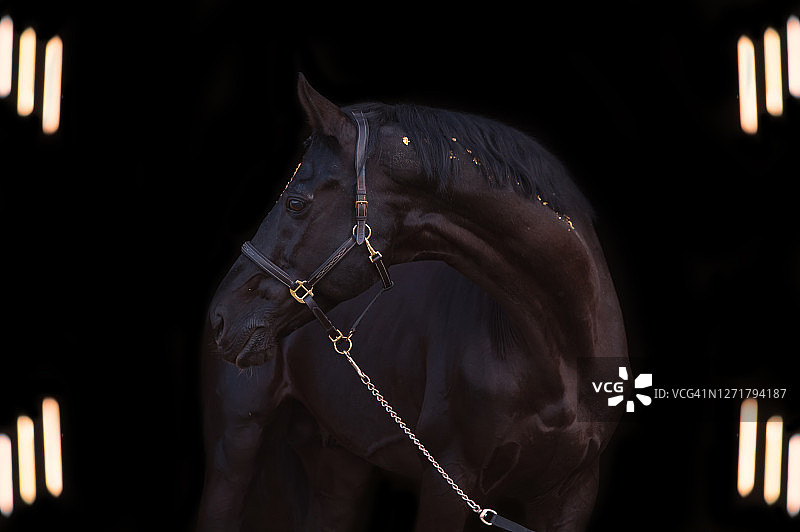 黑色背景上装饰粉色金色的黑色运动型特雷克纳马种公马肖像图片素材
