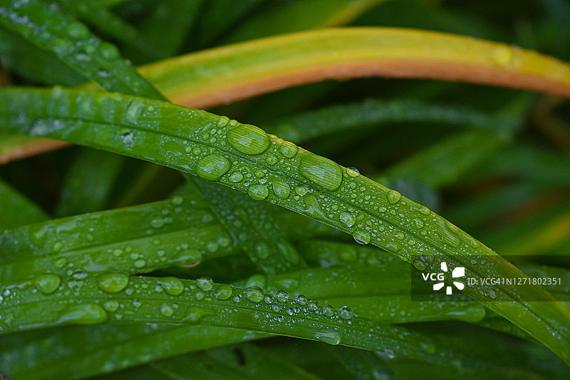 九月雨中的草药图片素材