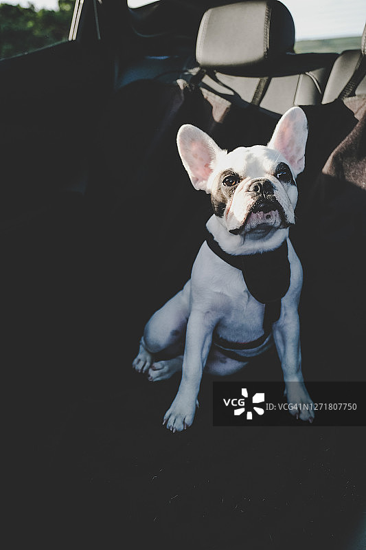 系着安全带在车里旅行的法国斗牛犬幼犬图片素材