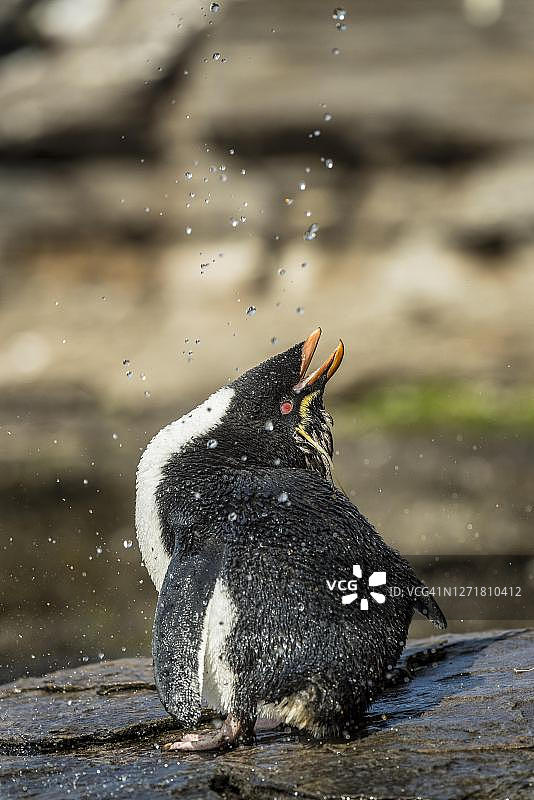 凤头黄眉企鹅在福克兰群岛绍德斯岛的淡水处梳理羽毛图片素材