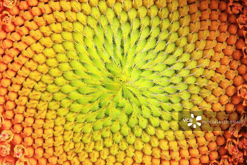 德国向日葵微距摄影，焦点堆叠图片素材