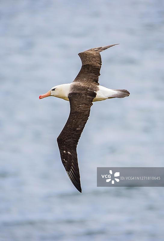 飞行中的黑眉信天翁，桑德斯岛，福克兰群岛图片素材