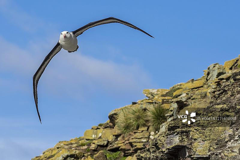飞行中的黑眉信天翁，桑德斯岛，福克兰群岛图片素材