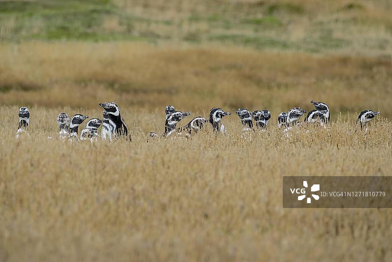 站在草地上的麦哲伦企鹅，福克兰群岛图片素材