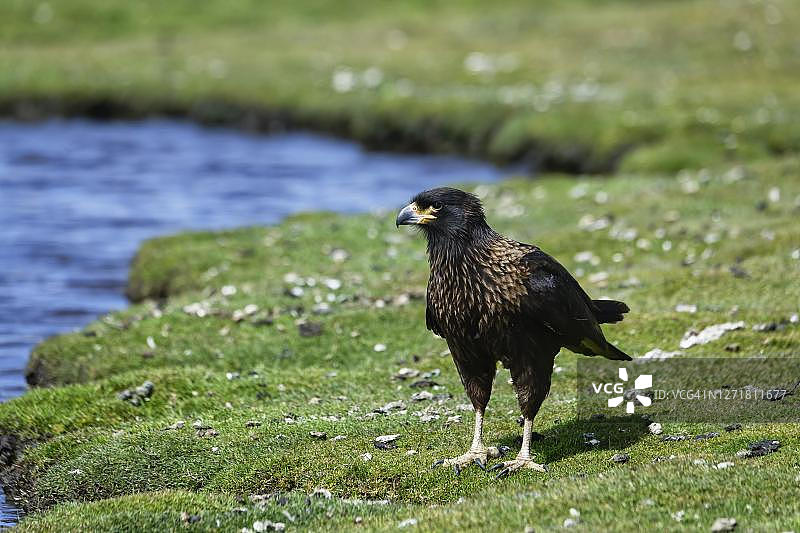 条纹卡拉鹰（Phalcoboenus australis）在池塘边行走，地点：英国海外领地福克兰群岛西福克兰岛格雷夫湾图片素材