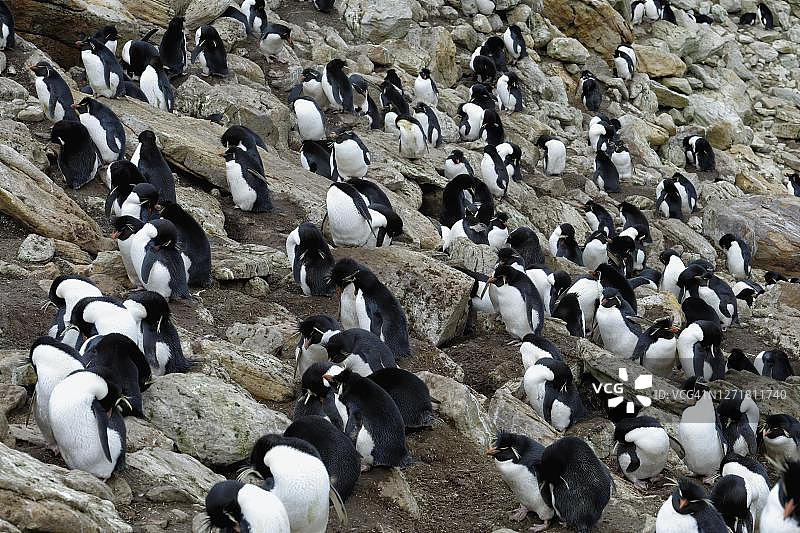 南跳岩企鹅，新岛，福克兰群岛，英国海外领土图片素材