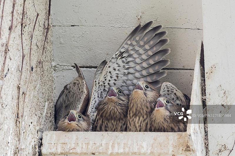 四只红隼幼鸟在巢箱中乞食，德国黑森州图片素材