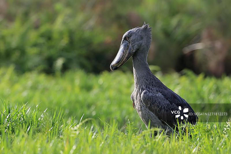 鲸头鹳在乌干达马巴马湿地觅食图片素材