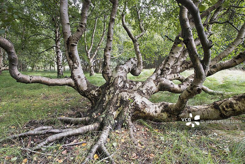 毛桦树，德国下萨克森州巴尔特鲁姆图片素材