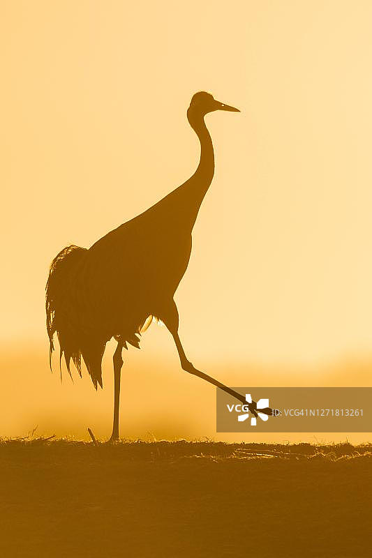 日出时逆光行走的鹤剪影，瑞典图片素材