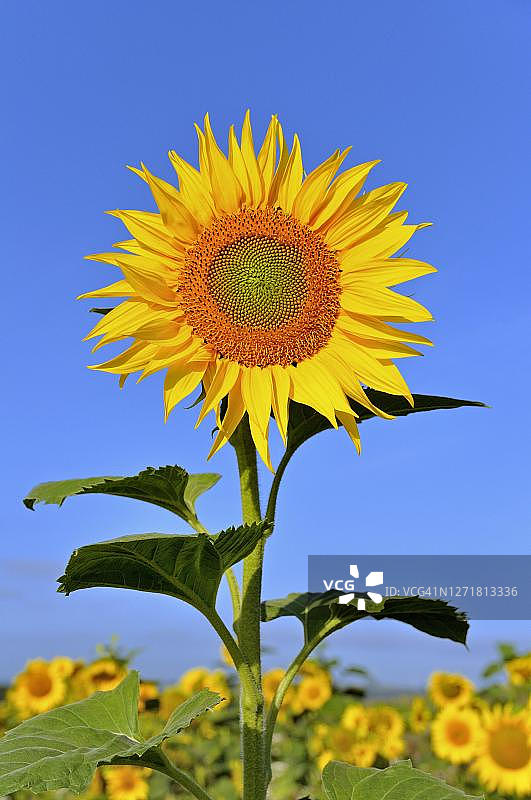 德国北莱茵-威斯特法伦州：蓝天下的单株向日葵图片素材