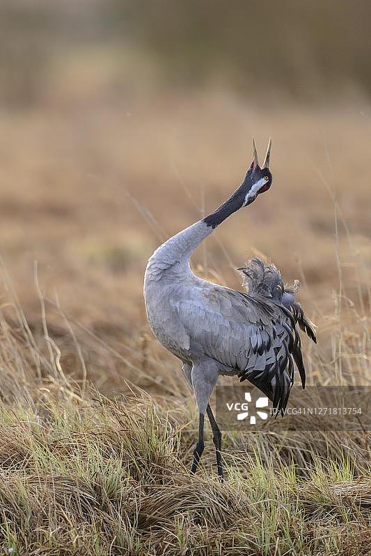 鹤在沼泽中鸣叫（求偶舞），瑞典图片素材