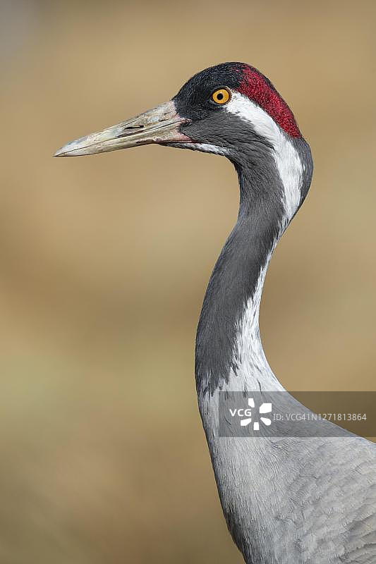 鹤的专注神情，瑞典图片素材