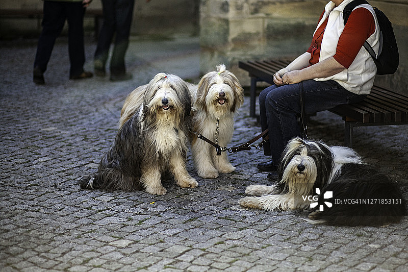和主人坐在一起的牧羊犬图片素材