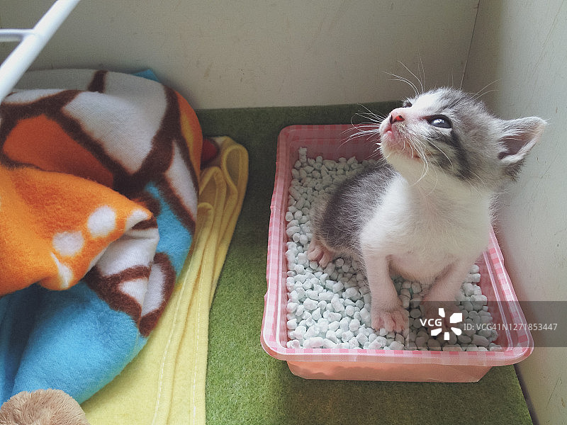 虎斑小猫在便携式猫厕所里小便图片素材