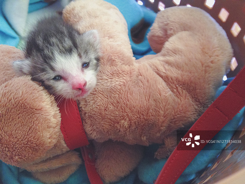 抱着毛绒玩具的新生虎斑小猫图片素材