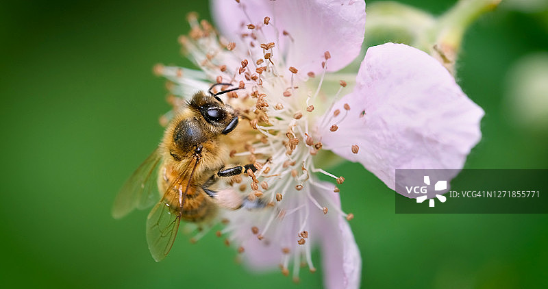 工蜂在黑莓花上采集花粉图片素材