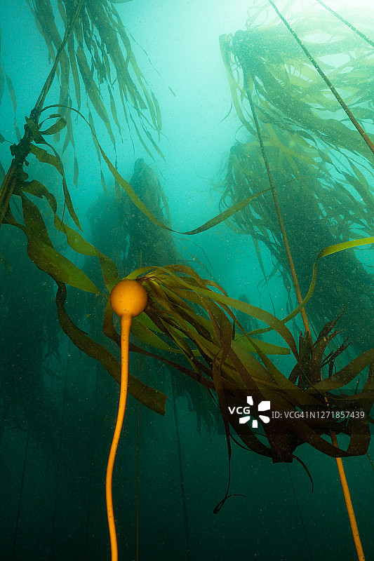加利福尼亚州门多西诺的巨藻森林图片素材
