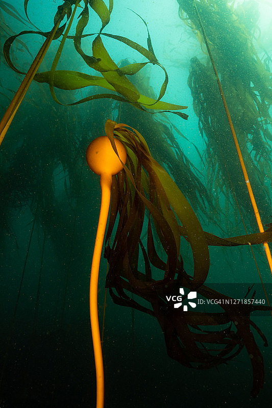 加利福尼亚州门多西诺的巨藻森林图片素材