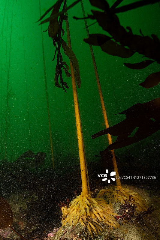 礁石上生长的巨藻图片素材