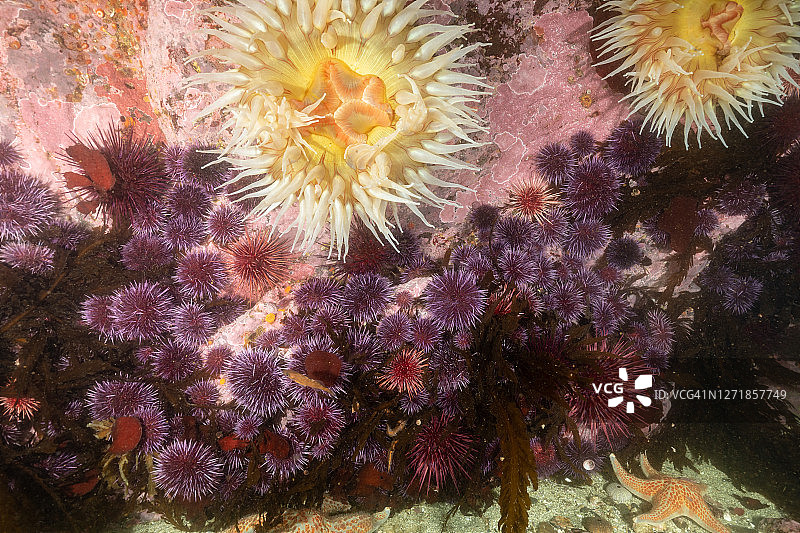 紫色海胆聚集图片素材