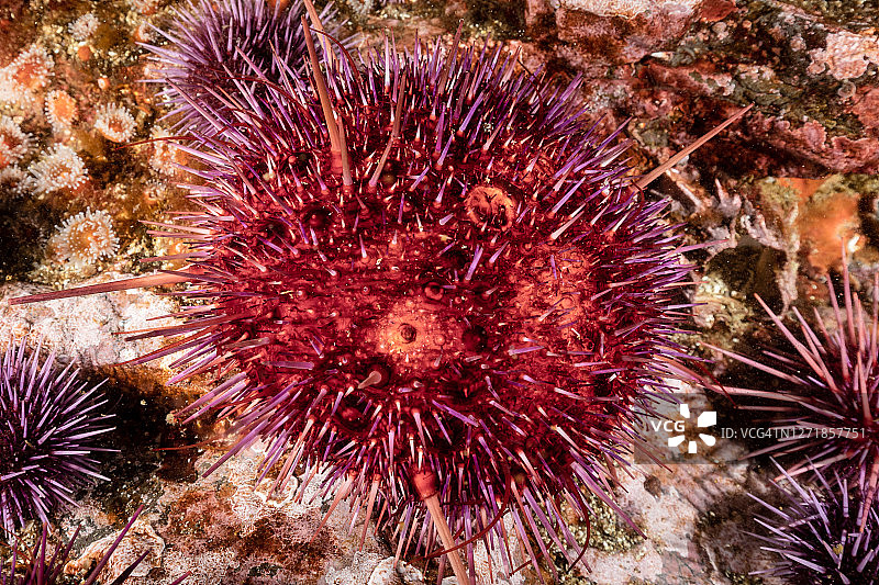 红海海胆疾病图片素材