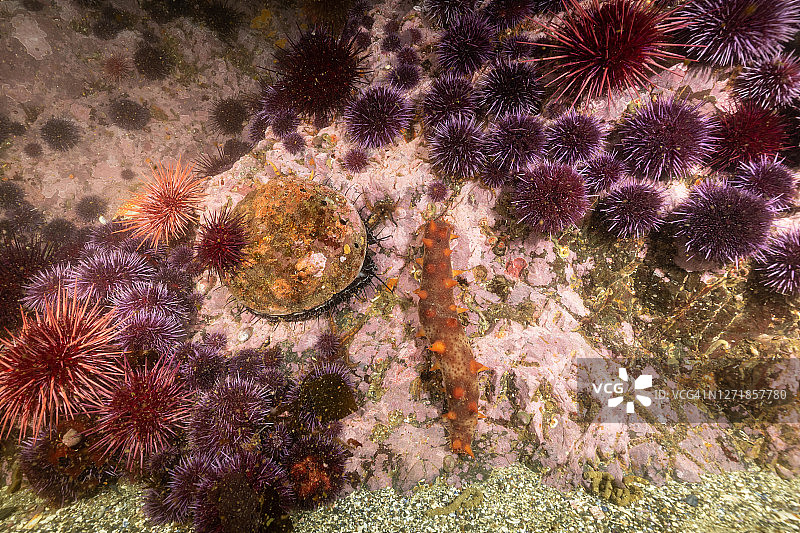 紫色海胆和鲍鱼图片素材