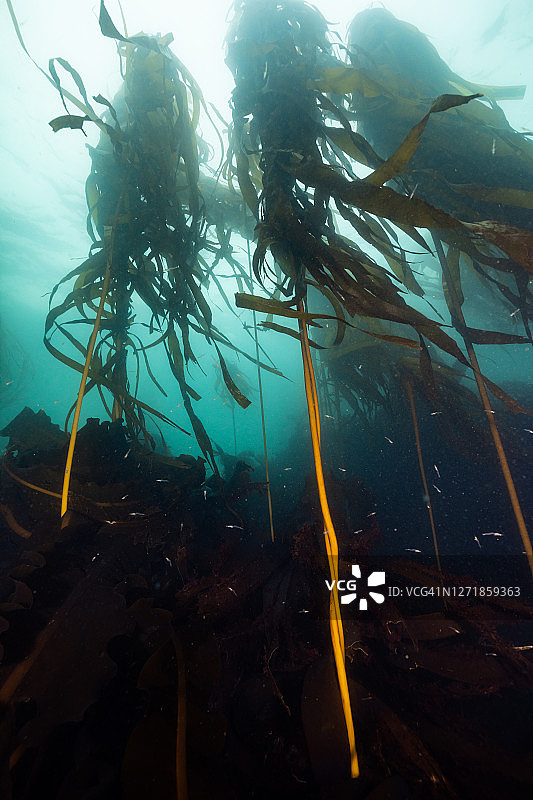 海带森林图片素材