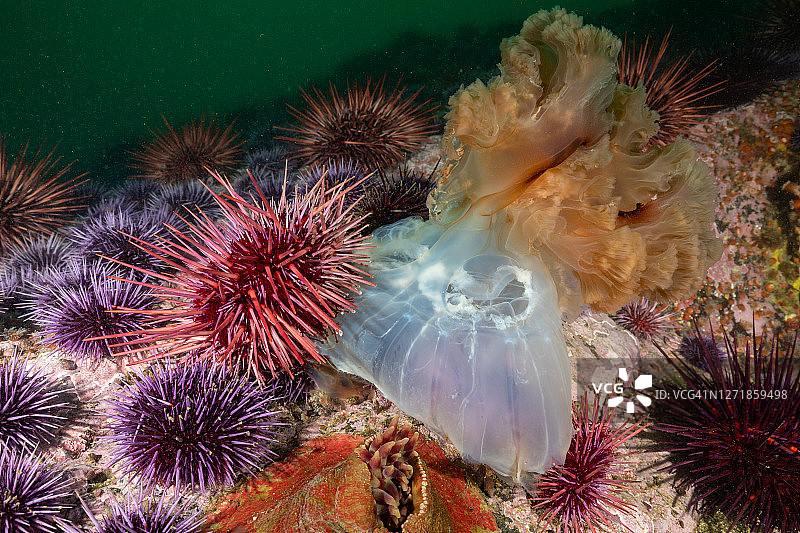 海胆吃水母图片素材