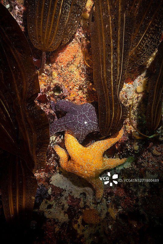 赭色海星和海带图片素材