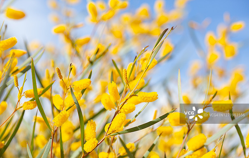 黄色金合欢树丛图片素材