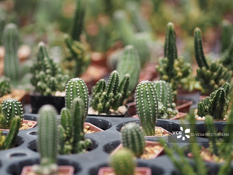 塑料盆中开花的绿色仙人掌树干周围有锋利的尖刺图片素材