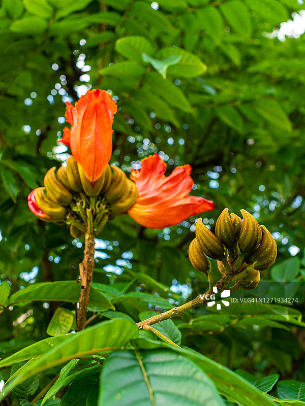 非洲郁金香树图片素材