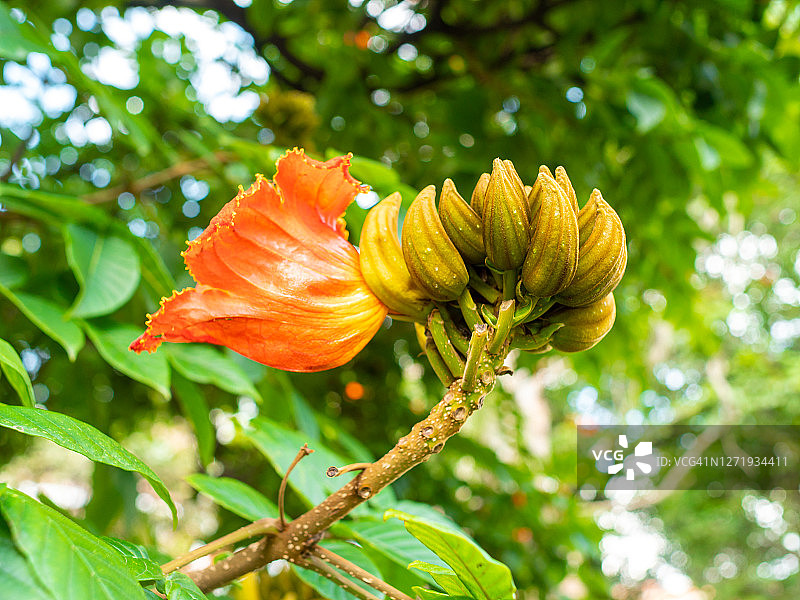 非洲郁金香树图片素材