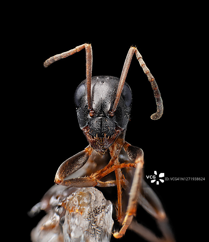 显微镜下的蚂蚁特写（黑色背景）图片素材