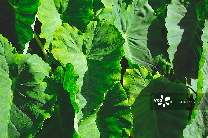 芋头叶（学名：Colocasia esculenta）图片素材