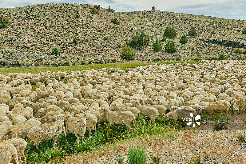 在加利福尼亚州北部博迪附近的牧场上吃草的羊群图片素材