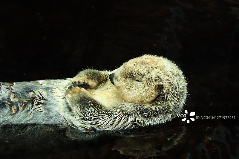 在水中摆姿势的海獭图片素材