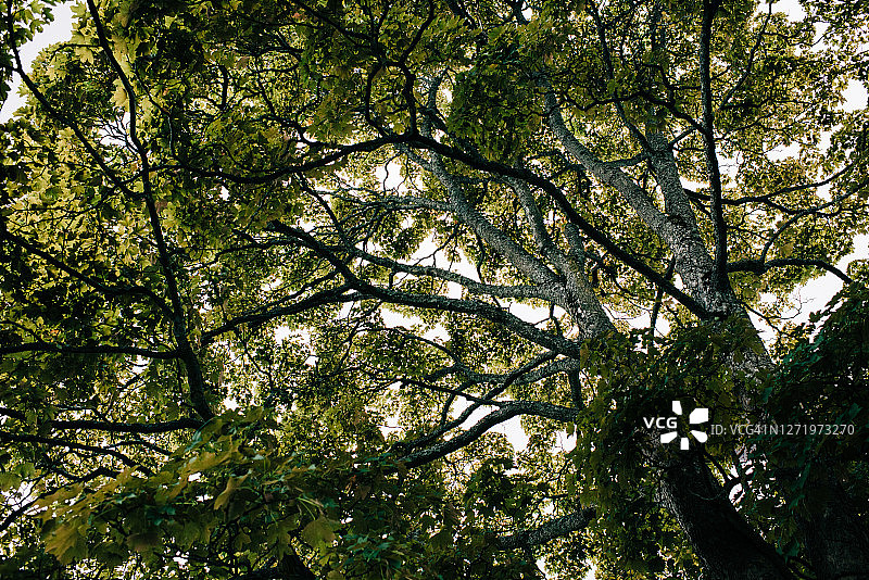 阳光穿透的大型绿树图片素材