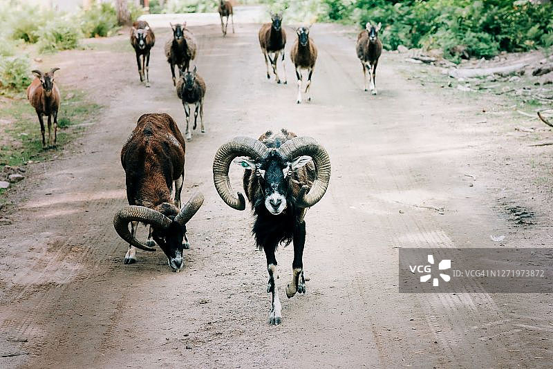 瑞典乡村公路上的野生动物：鹿和绵羊图片素材