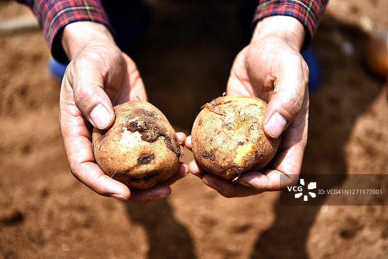 土豆、手、土壤图片素材