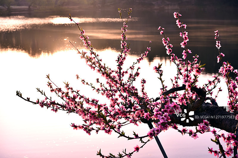 韩国庆山，早上万谷池的桃花图片素材